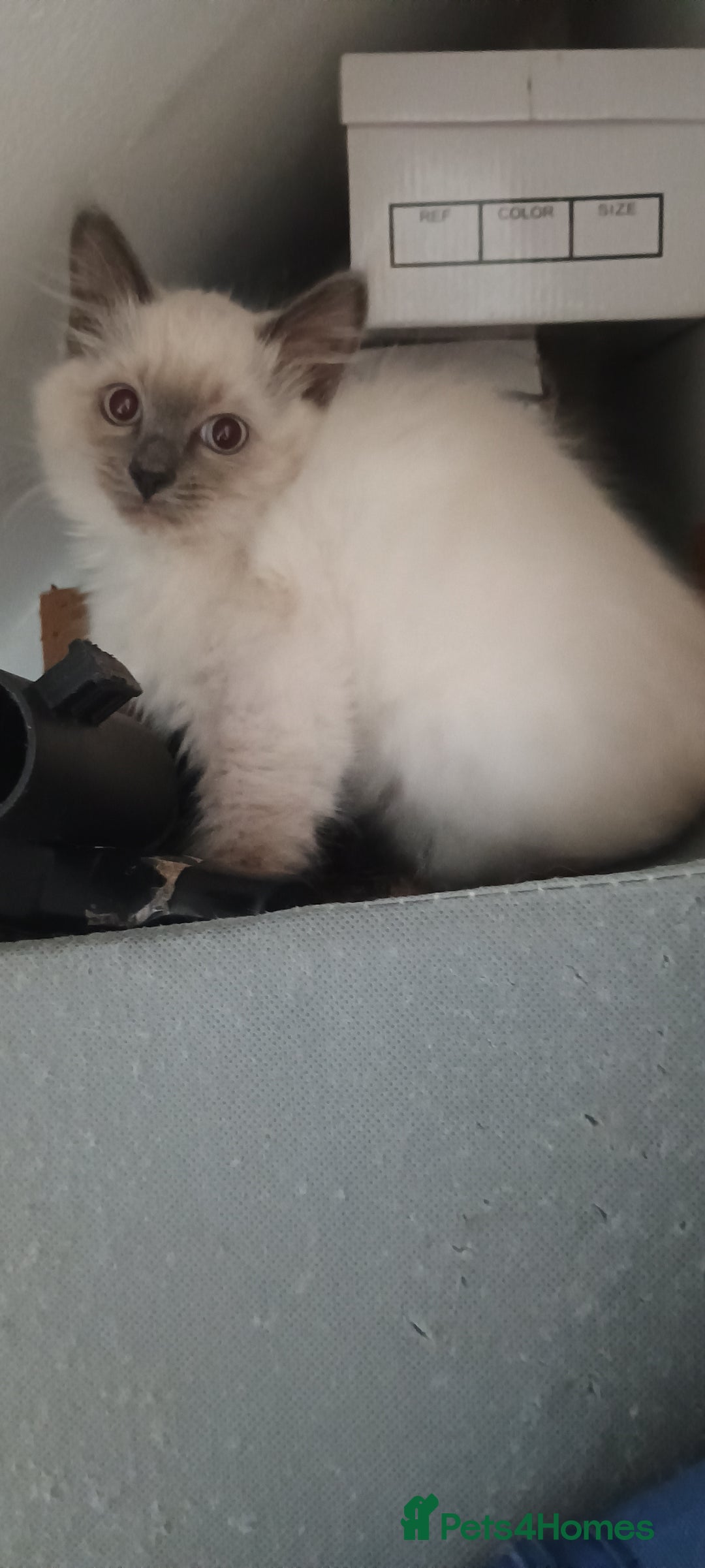 Ragdoll cats for sale: Ragdoll kitten for sale - Image 3