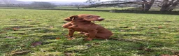 Mixed Breed dogs for sale: Lurcher x vizla puppies  in Millom - Advert 2
