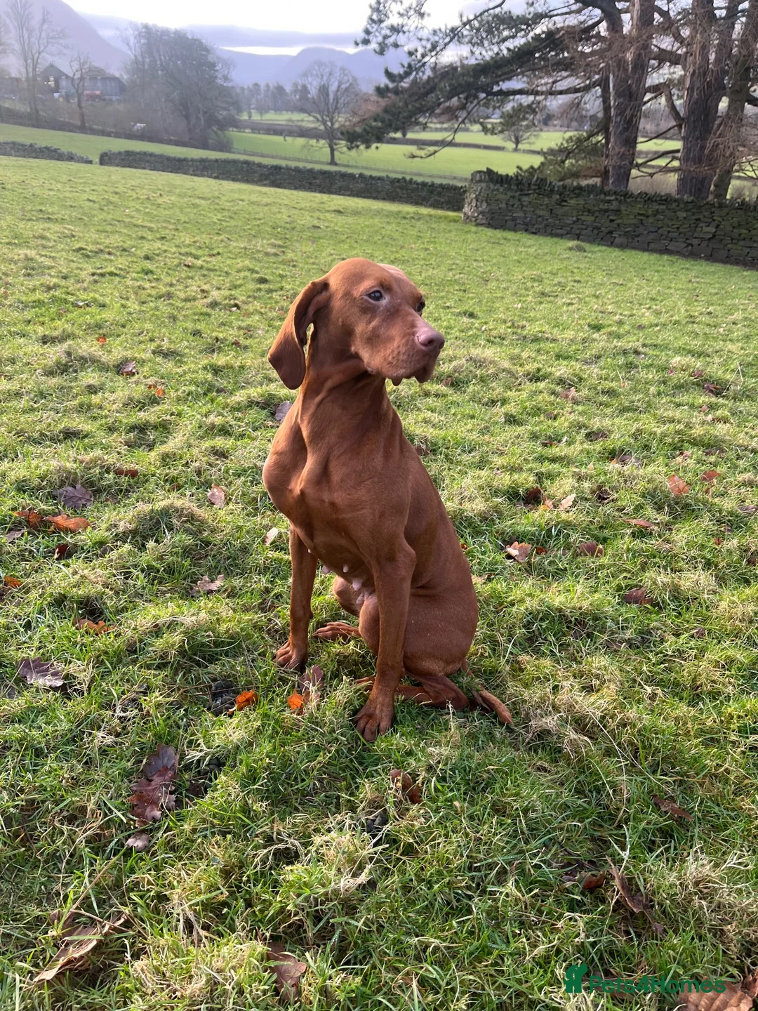 Mixed Breed dogs for sale: Lurcher x vizla puppies  in Millom - Advert 2