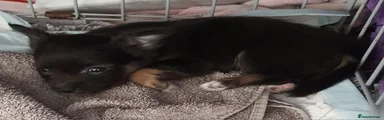 Chihuahua 4