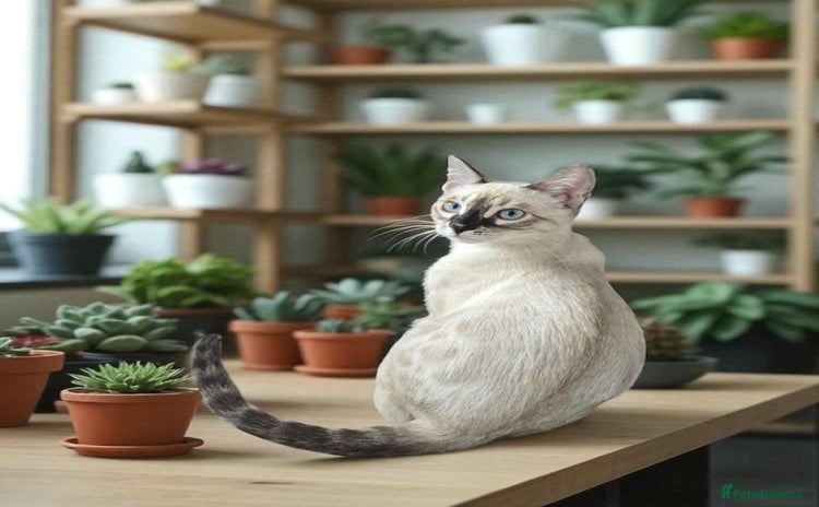 Bengal cats - Advert 2
