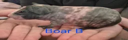 Guinea Pig rodents for sale: Skinnypig Babies  - Advert 3