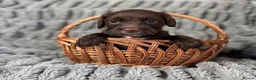 Sprocker dogs for sale: Sprocker in Peterhead - Advert 14