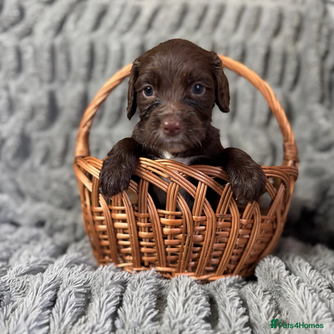 Sprocker dogs for sale: Sprocker in Peterhead - Advert 14