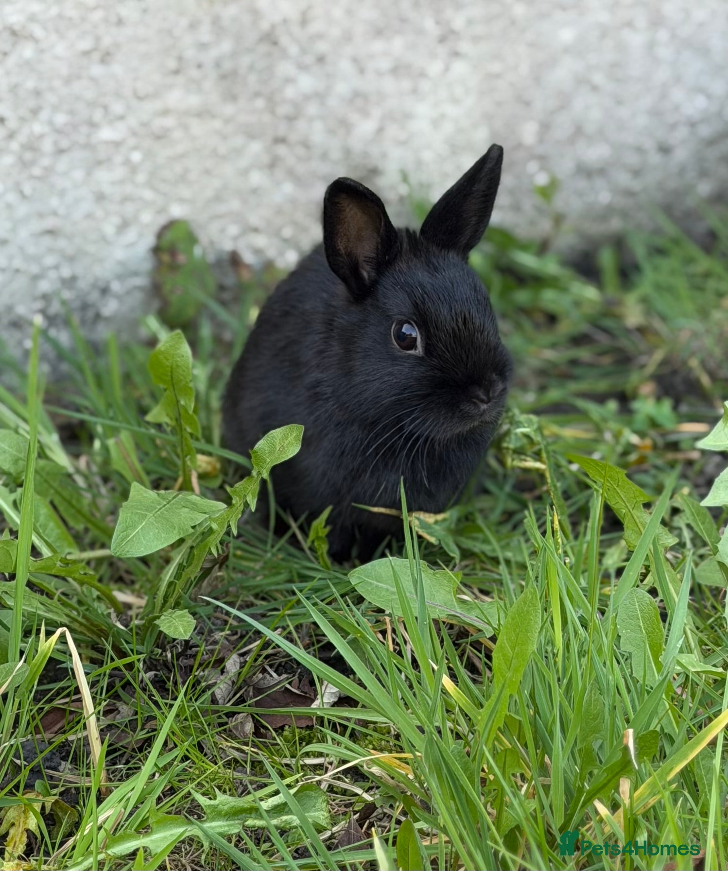Netherland Dwarf rabbits Netherland Dwarf - Advert 14