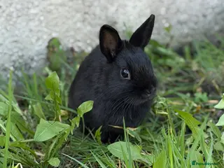 Netherland Dwarf rabbits Netherland Dwarf - Advert 14