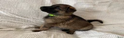 German Shepherd dogs for sale: GERMAN SHEPHERD PUPS WORKING LINE in Wigan - Advert 22
