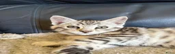 Mixed Breed cats for sale: Maine Coon x Bengal Kitten - Advert 18