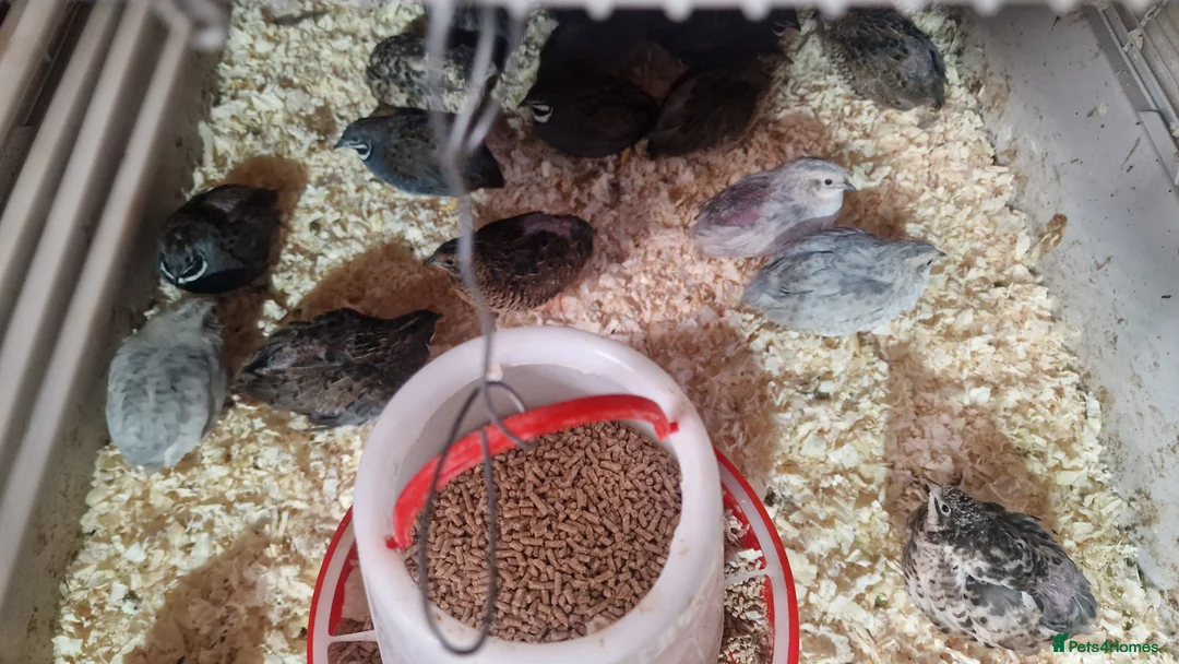Mixed Breed birds for sale: Quail birds small - Advert 1