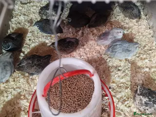 Mixed Breed birds Quail birds small - Advert 1