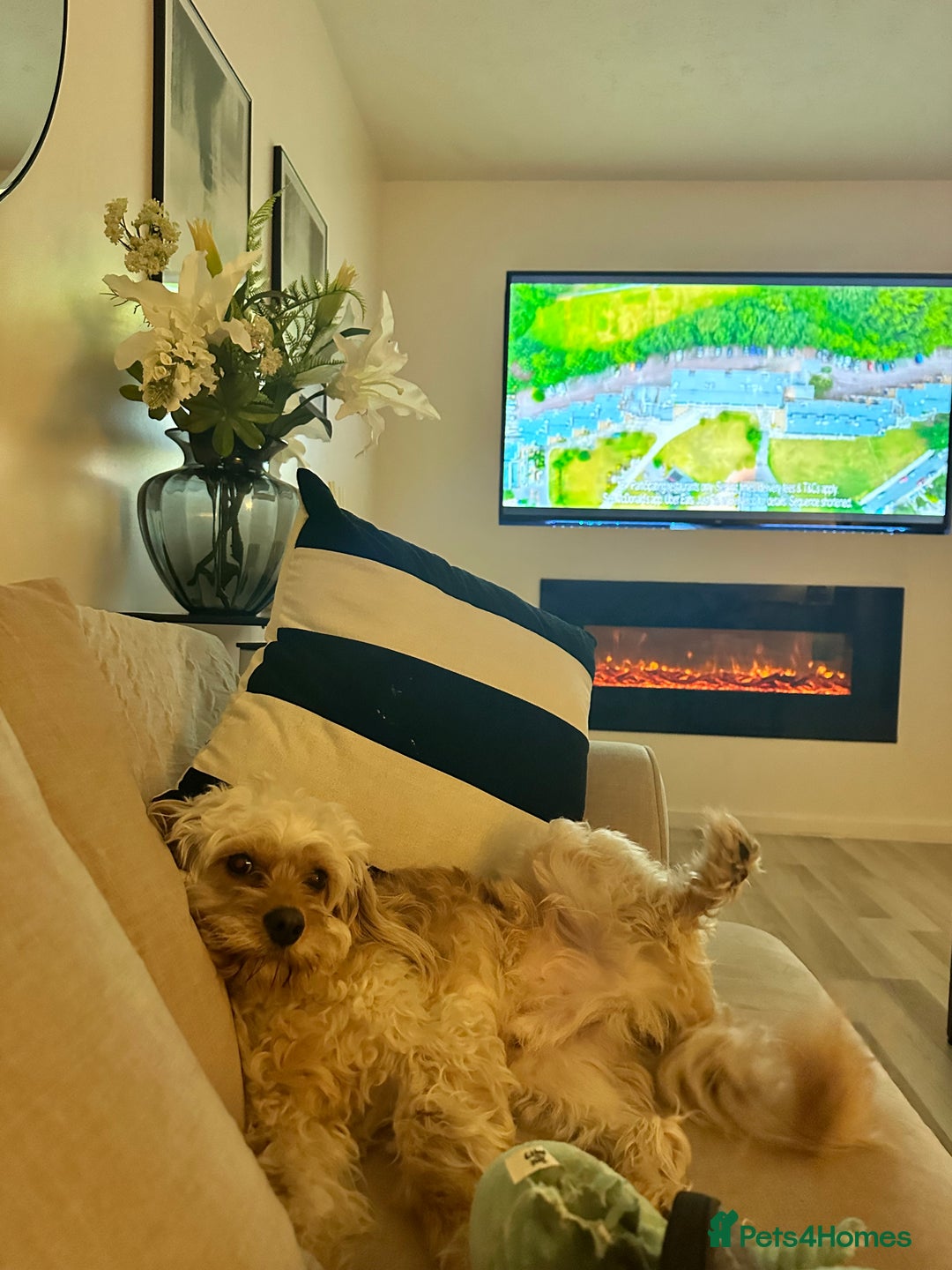 Cockapoo dogs for sale: Milo - Cavapoo - Advert 10