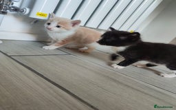Mixed Breed cats for sale: 4 Mixed Breed Kittens  - Image 24
