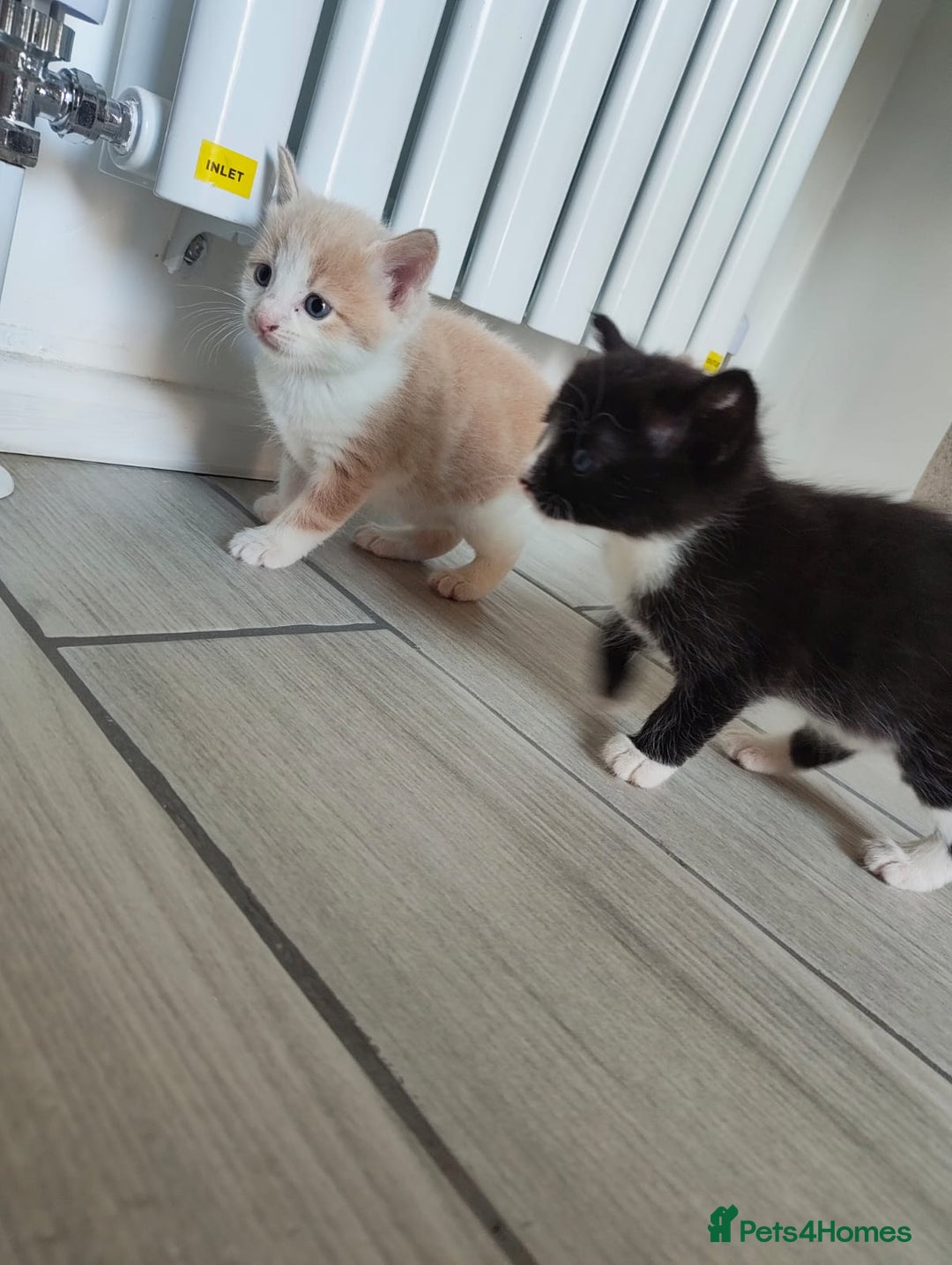 Mixed Breed cats for sale: 4 Mixed Breed Kittens  - Image 24