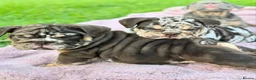 English Bulldog dogs for sale: Stunning English bulldog puppies  - Advert 3