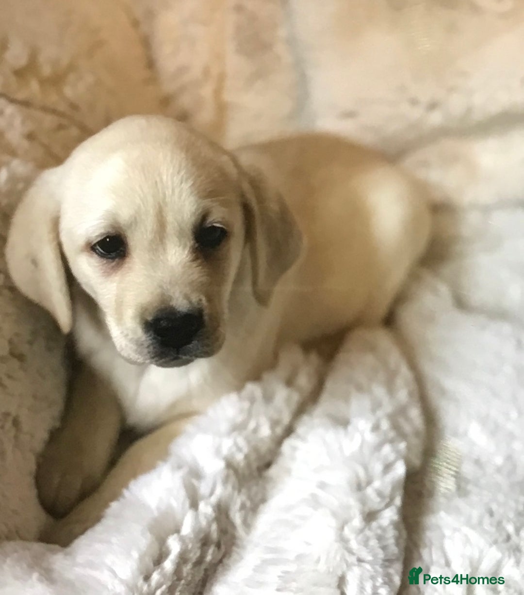 Labrador Retriever dogs for sale: Golden Labrador pups Ready Now - Image 14