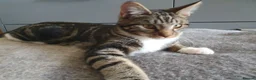 Mixed Breed cats for sale: Cross Maine Coon for sale - Advert 3
