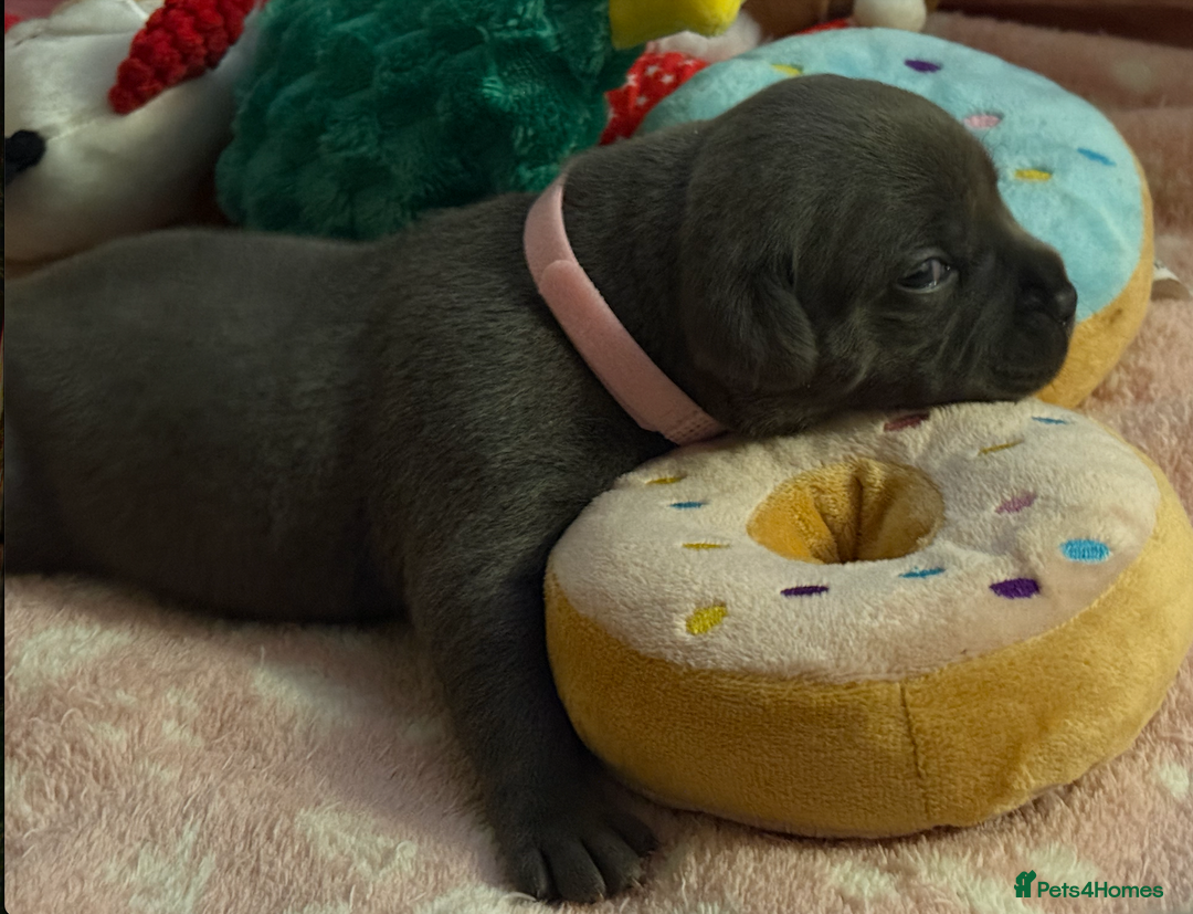 Staffordshire Bull Terrier dogs for sale: KC Blue Staffordshire Bull Terrier Puppies  - Advert 34