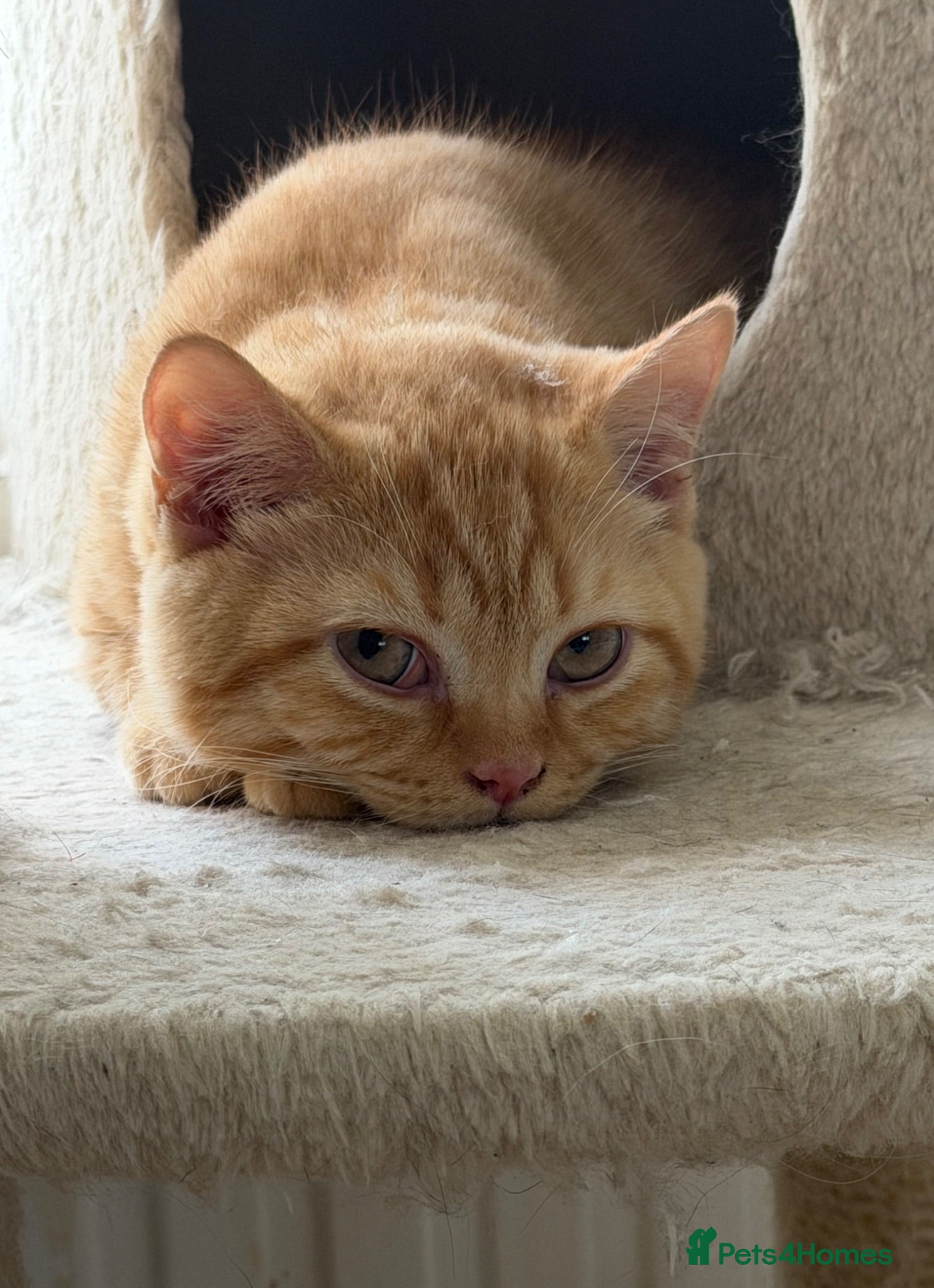 British Shorthair cats GCCF RED BHS READY NOW - Advert 1