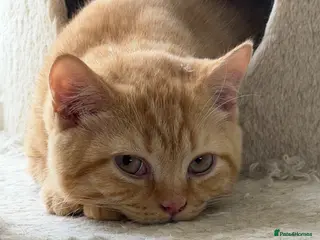 British Shorthair cats GCCF RED BHS READY NOW - Advert 1