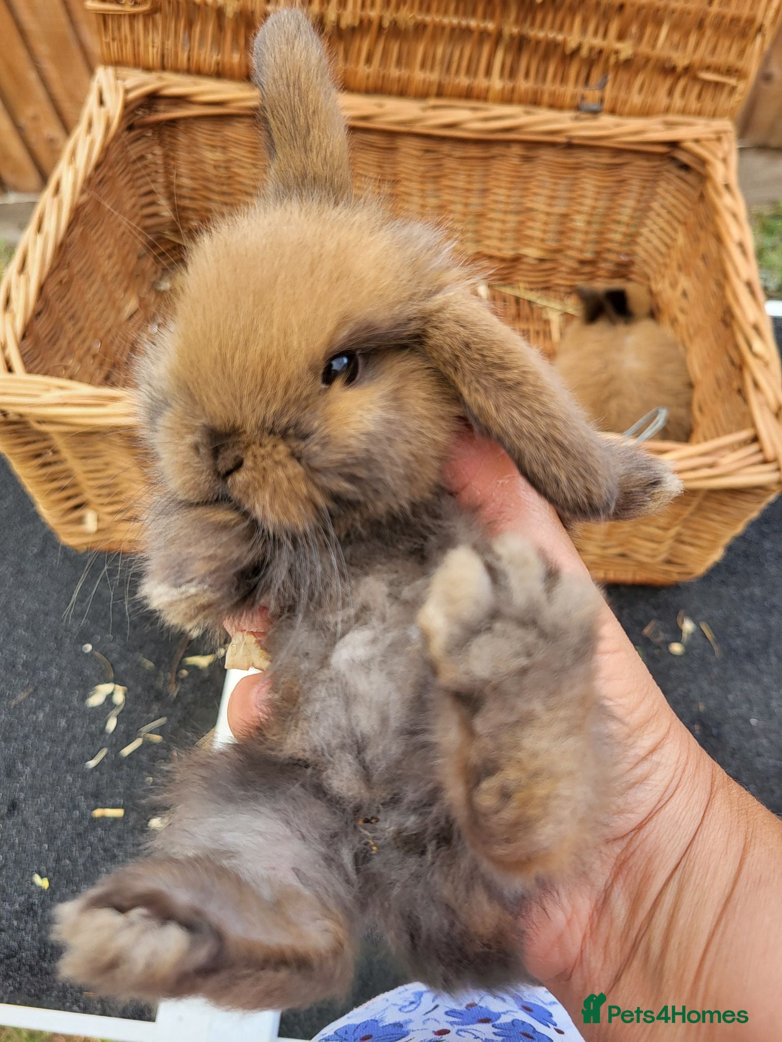 Mini Lop rabbits Mini lops - Advert 13