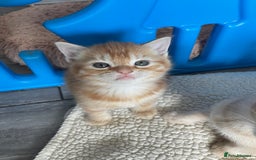 Mixed Breed cats for sale: Part Mainecoon Ginger Litter - Image 38