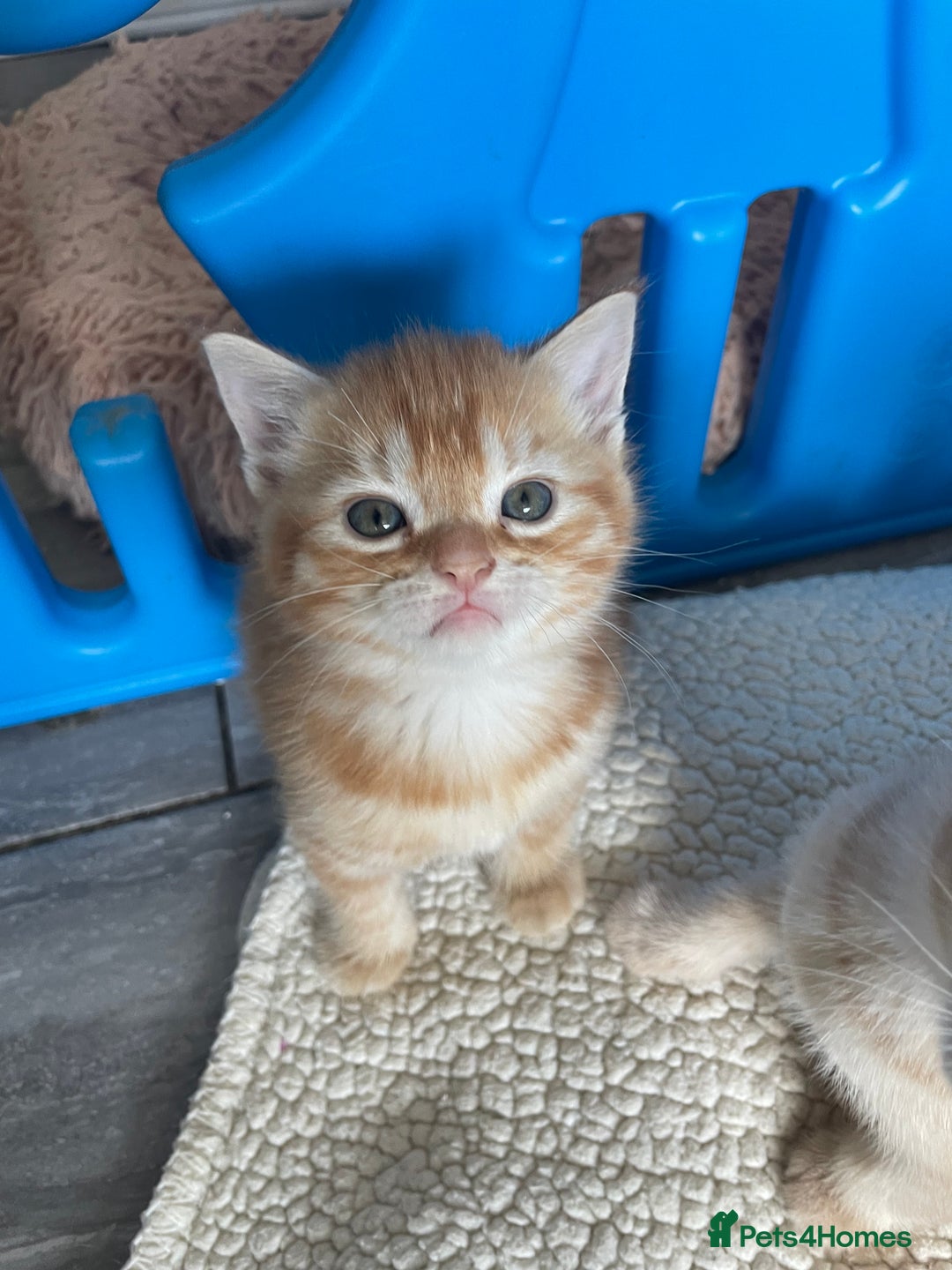 Mixed Breed cats for sale: Part Mainecoon Ginger Litter - Image 38