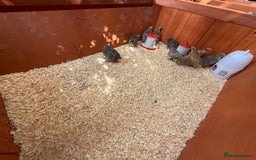 Quail poultry for sale: Day old chicks/ fertile eggs - Image 1