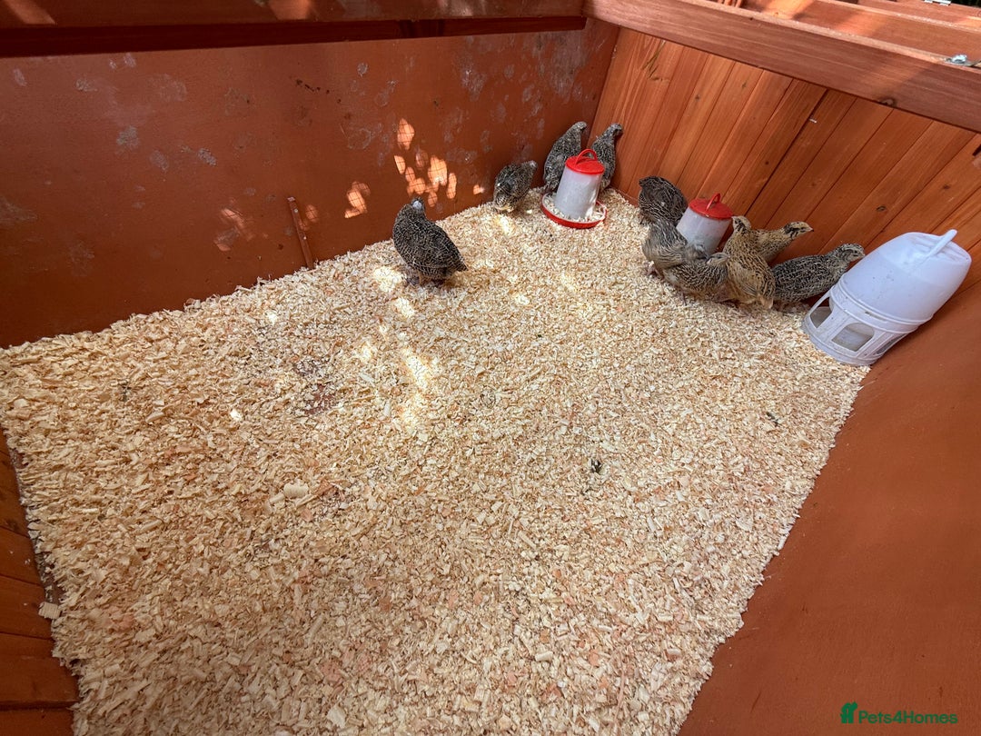 Quail poultry for sale: Day old chicks/ fertile eggs - Image 1