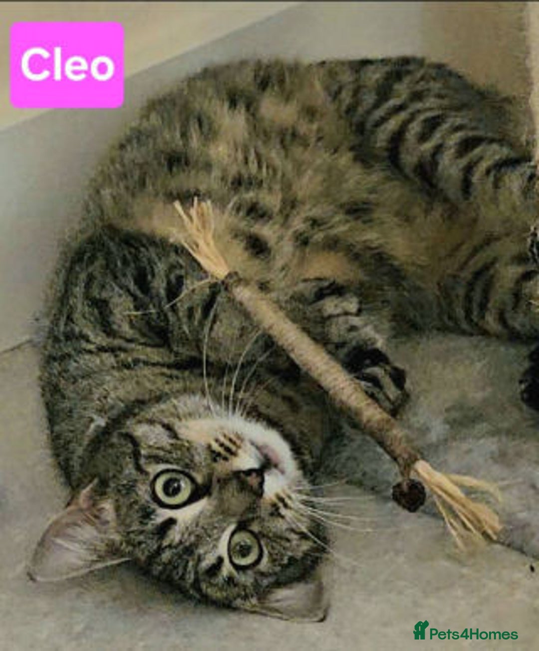 Mixed Breed cats for adoption: Bonnie and Cleo - Advert 1