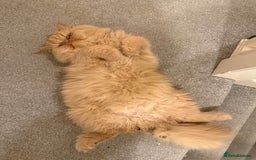 Persian cats for sale: 1 year old Persian (Reggie) - Advert 3
