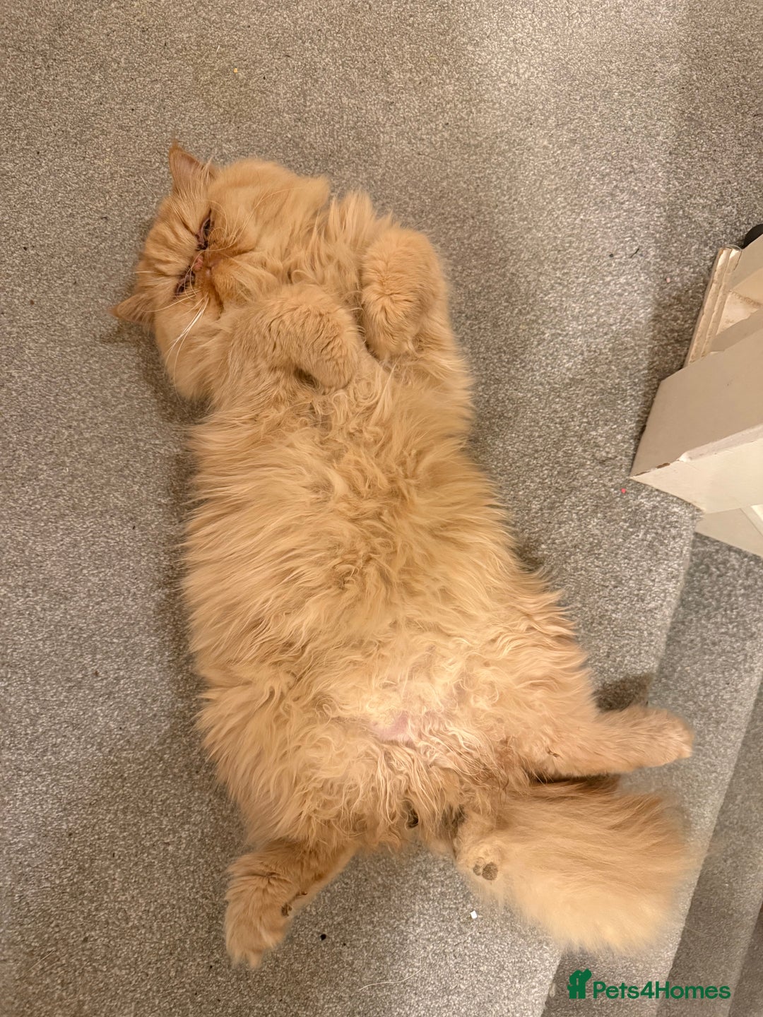Persian cats for sale: 1 year old Persian (Reggie) - Advert 3