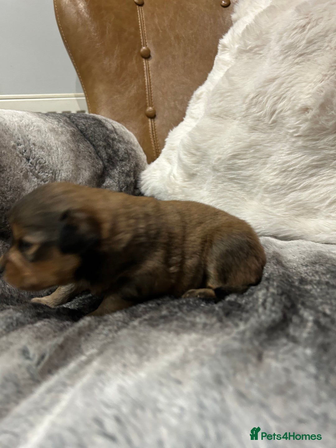 Mixed Breed dogs for sale: Miniature Dauchshund/ Pomeranian puppies for sale - Advert 21