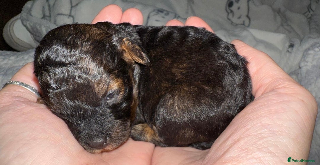 Toy Poodle dogs for sale: KC registered sable toy poodles  - Advert 11