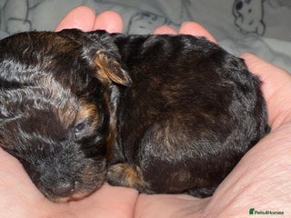 Toy Poodle dogs - Advert 35