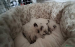 Ragdoll cats for sale: Ragdoll babies  - Image 11