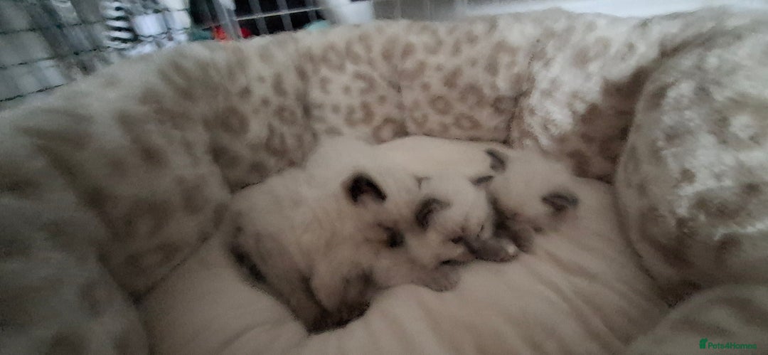 Ragdoll cats for sale: Ragdoll babies  - Image 11