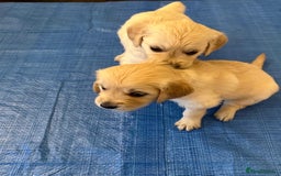 Golden Retriever dogs for sale: Beautiful pedigree Golden Retriever puppies  - Image 8