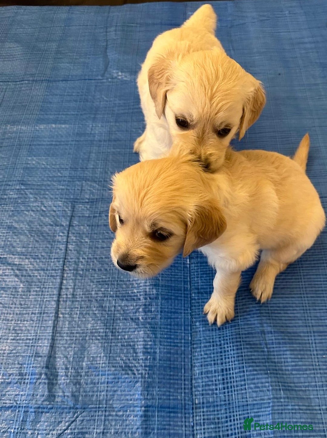 Golden Retriever dogs for sale: Beautiful pedigree Golden Retriever puppies  - Image 8