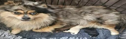 Pomeranian dogs for sale: 3 KC POMERANIAN’S AVAILABLE  in Sheffield - Advert 7