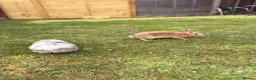 Mixed Breed rabbits for sale: 3 Male Rabbits PLEASE READ DESCRIPTION  - Advert 5
