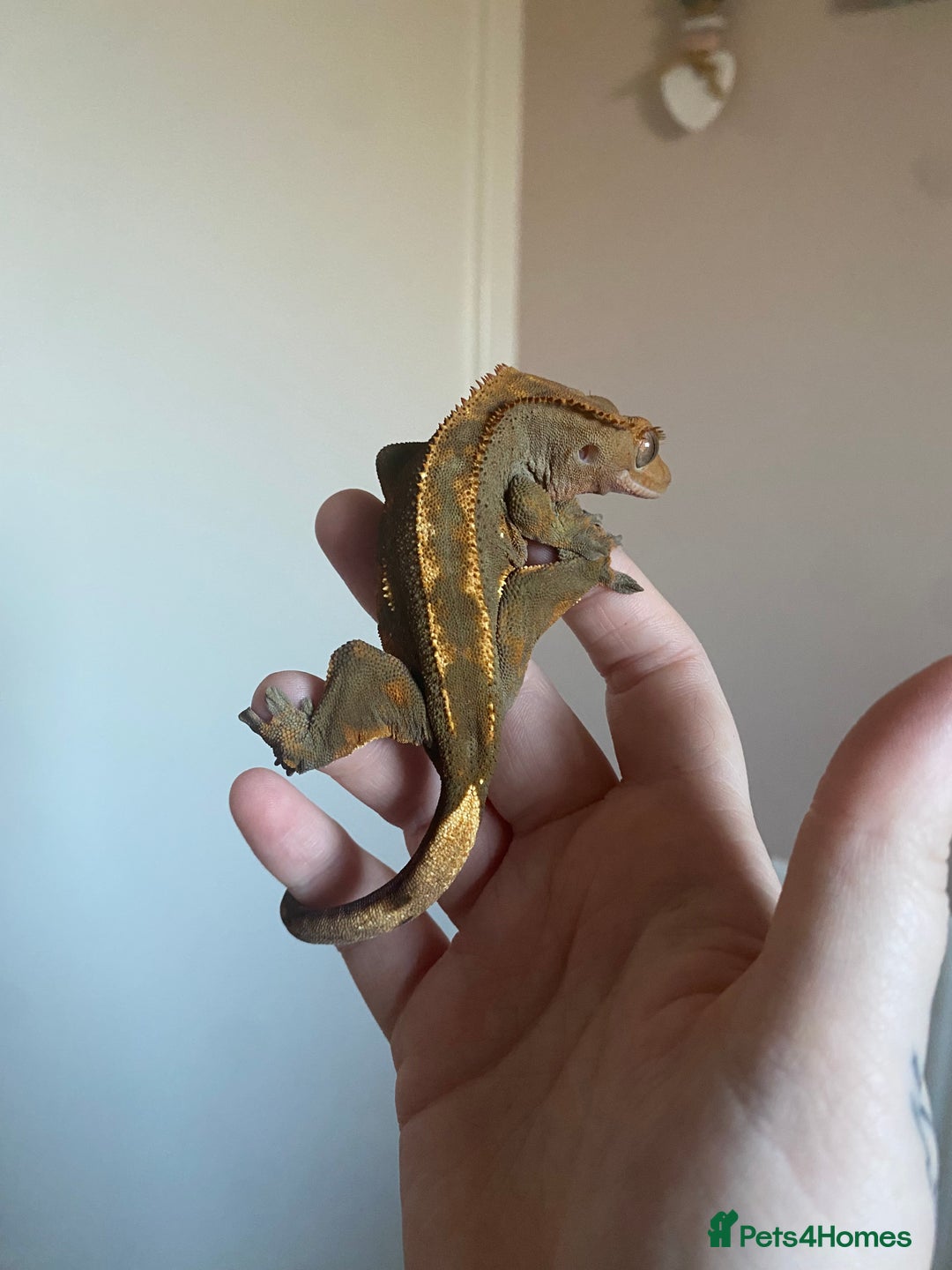 Gecko reptiles for sale: Crested Gecko Babies - Advert 14