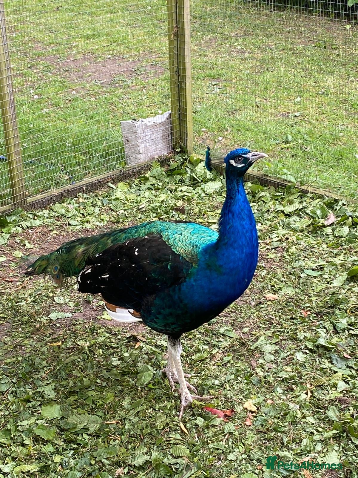 Peafowl poultry Peacock - Indian Blue - Advert 1