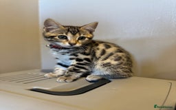 Bengal cats for sale: Ava’s Finest Pure Bengals, THREE Kittens Left. . . in Northampton - Image 19