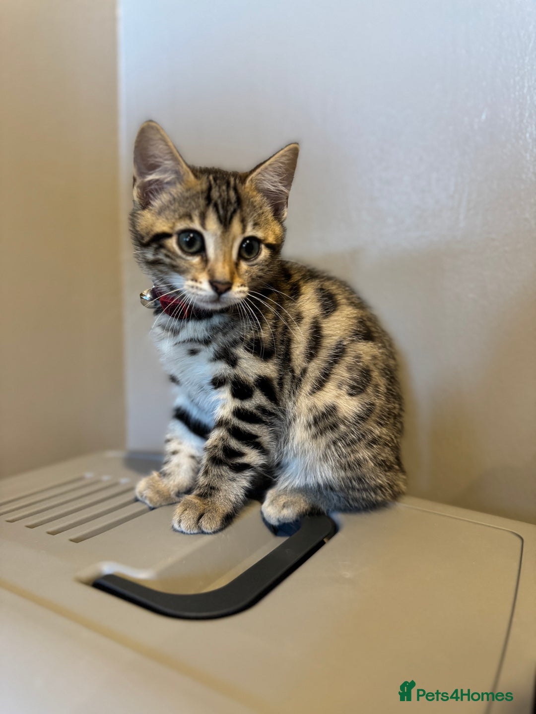 Bengal cats for sale: Ava’s Finest Pure Bengals, THREE Kittens Left. . . in Northampton - Image 19
