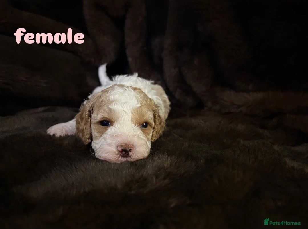 Cavapoo dogs for sale: Stunning F1B Cavapoo’s - Advert 5