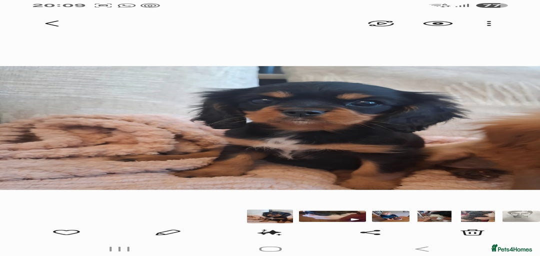 Gallery Image {{count}}