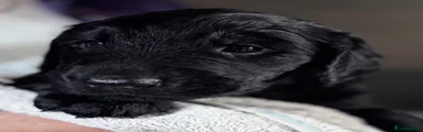 Flat coated Retriever 1