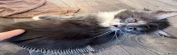 Maine Coon cats for sale: 3 perfect 100% Main coon baby kittens DNA PARENTS - Advert 8