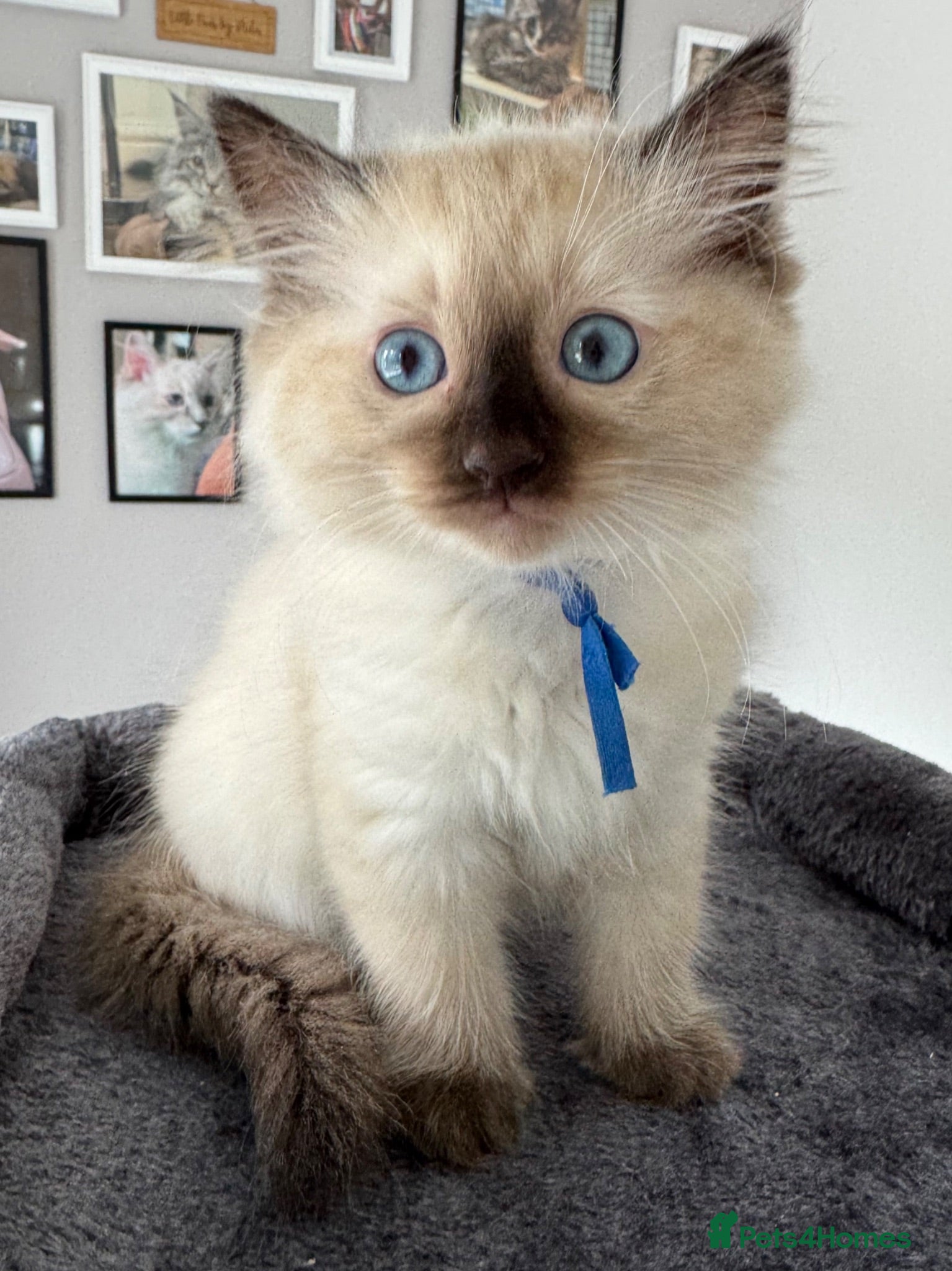 Ragdoll cats ❤️ Last Remaining Seal Point Ragdoll Girl❤️ - Advert 1