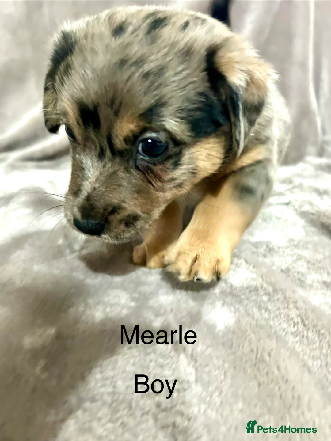 Jack Russell dogs for sale: Beautiful Jack Russell Terrier puppies available  - Advert 4